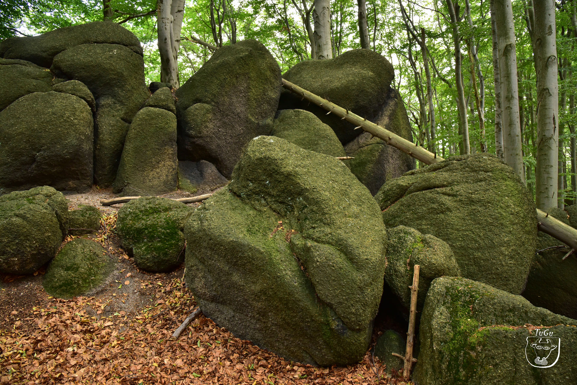 Oldřichovskými bučinami – Turisticky gurman